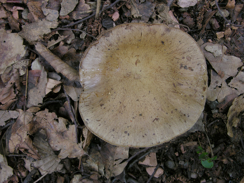 Cortinarius di oggi, sabato 07.